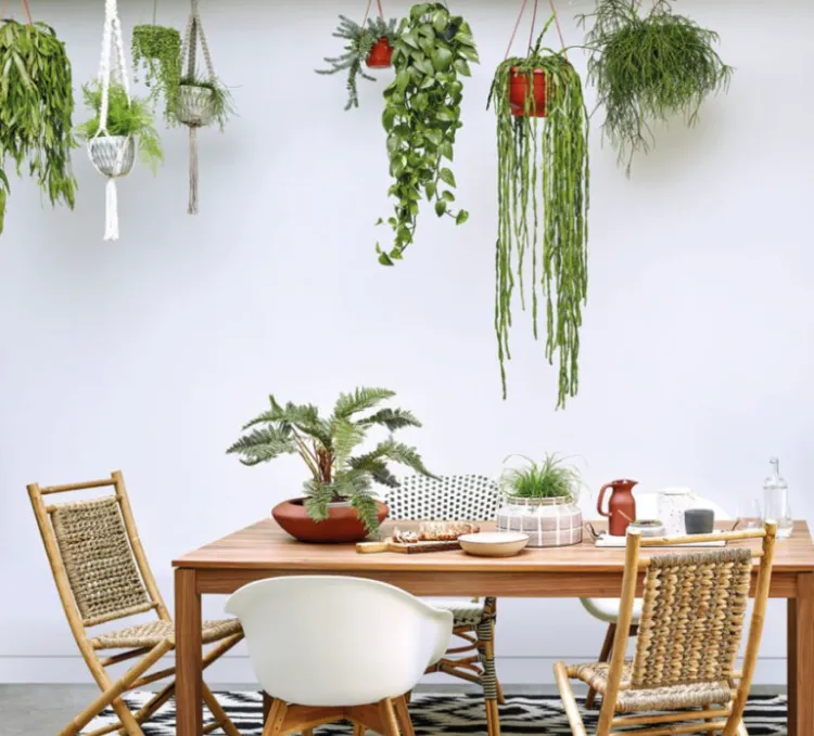 comment rendre salle manger chaleureuse tendances décoration plantes vertes suspendues