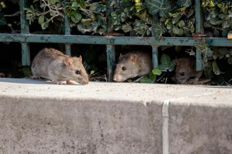 comment se débarrasser des rats à extérieur