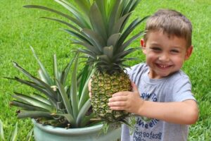 comment s'occuper d'un ananas en pot