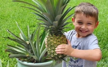 comment s'occuper d'un ananas en pot