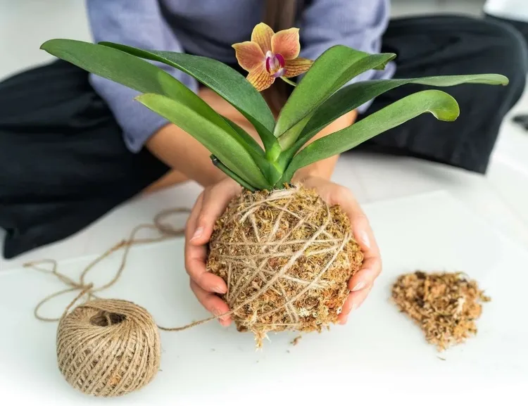 comment utiliser la sphaigne pour orchidée