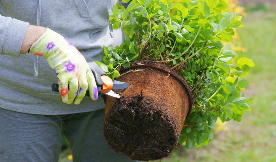 conseils pour un jardin lumineux en hiver