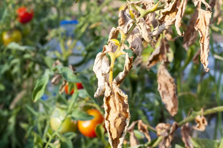 éliminez les feuilles de tomates séchées