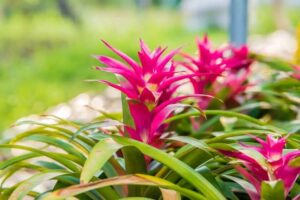 entretien du bromelia conseils pratiques 2022