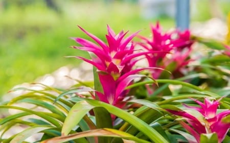 entretien du bromelia conseils pratiques 2022