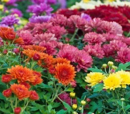 est ce que les chrysanthèmes craignent le gel Chrysanthemum variétés