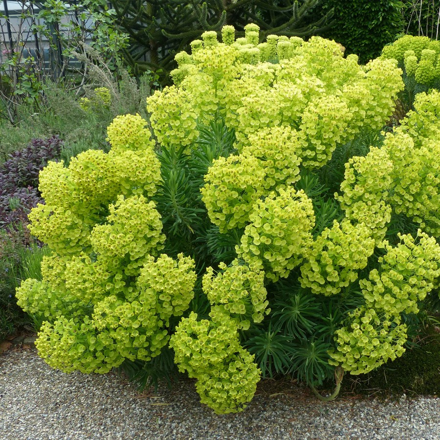 euphorbe comme arbuste persistant au feuillage jaune et vert