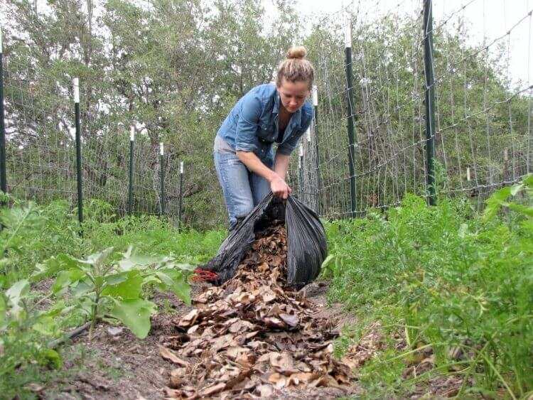 faire paillage avec feuilles mortes