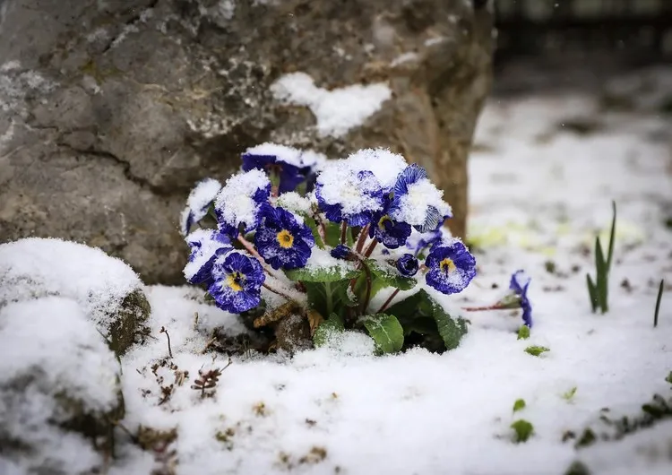 fleur qui ne craint pas le gel aménager un jardin d'hiver primevère pot de fleur extérieur résistant au gel