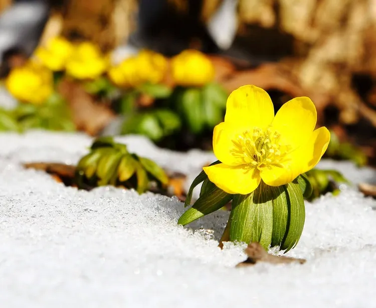 fleur qui résiste au gel aconit d'hiver aménager un jardin d'hiver