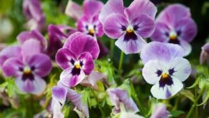 fleur résistant au gel plante exterieur en pot resistant au gel pensées