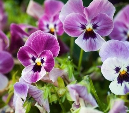 fleur résistant au gel plante exterieur en pot resistant au gel pensées