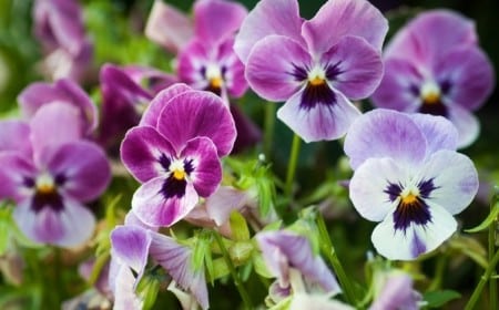 fleur résistant au gel plante exterieur en pot resistant au gel pensées