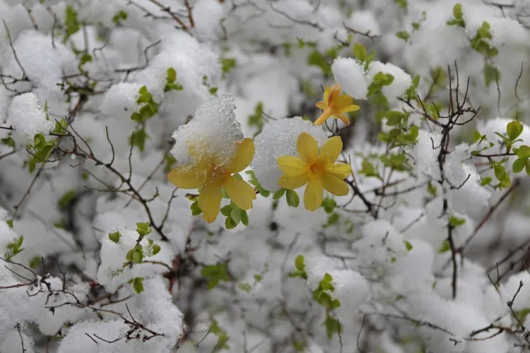 fleurs qui ne craignent pas le gel jasmin d'hiver plante rustique