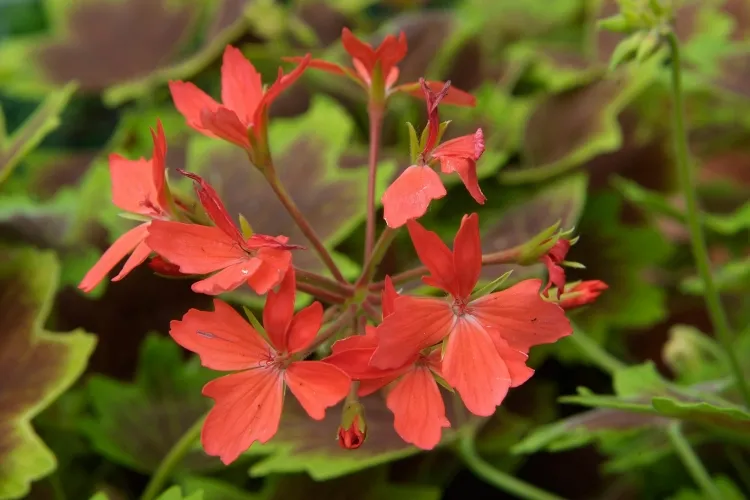 géranium vivace tirer meilleur parti saison floraison faire prolonger