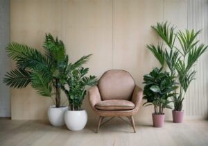 grande plante d interieur facile à entretenir