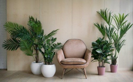 grande plante d interieur facile à entretenir