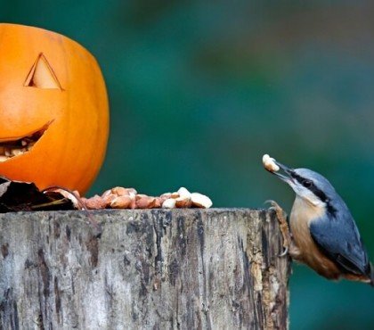 mangeoire oiseau réutiliser restes citrouille après Halloween anti gaspillage alimentaire zéro déchet