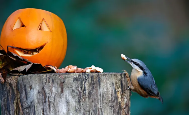 mangeoire oiseau réutiliser restes citrouille après Halloween anti gaspillage alimentaire zéro déchet