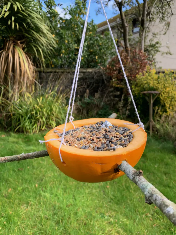 mangeoire oiseaux réutiliser restes citrouille Halloween anti gaspillage alimentaire zéro déchet