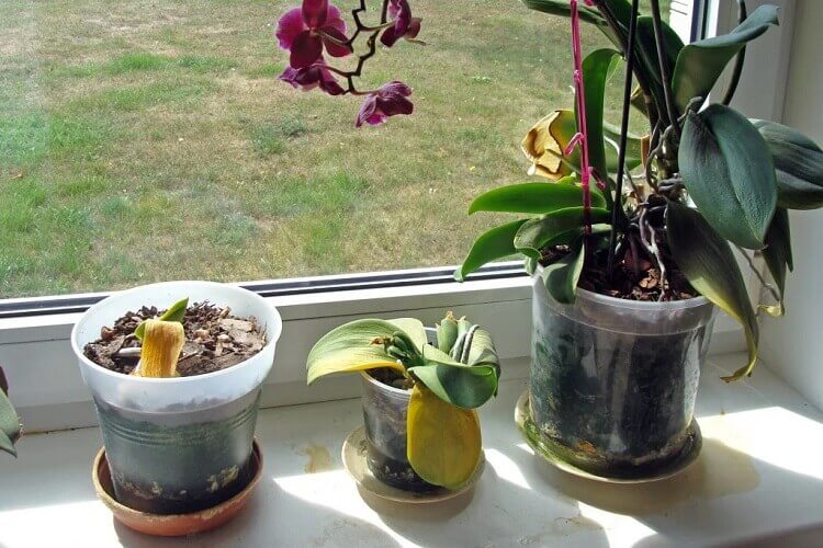 Où placer une orchidée pour qu'elle fleurisse ? Quelle exposition et quelle  pièce de la maison choisir ?