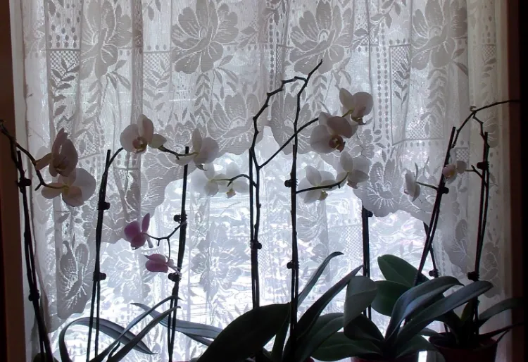 ou placer orchidée pour faire fleurir bonnes mauvaises expositions maison