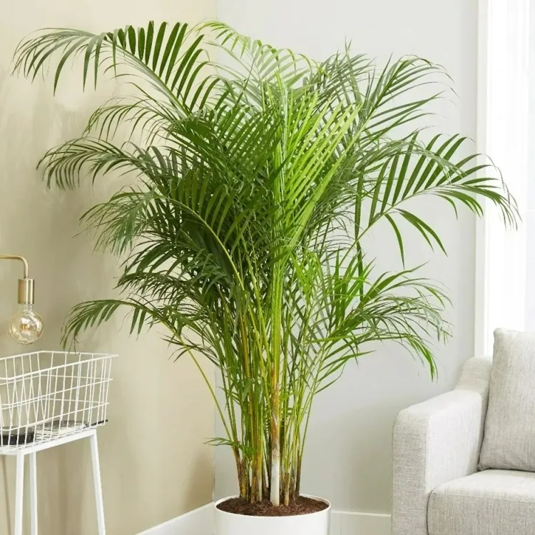 palmiers pour l’intérieur similaire bambou tolérant faible luminosité facile cultiver
