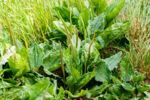 plantain bienfaits légumes feuilles nutritifs guérisseurs apaisants