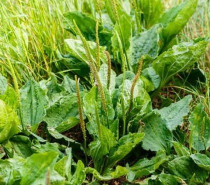 plantain bienfaits légumes feuilles nutritifs guérisseurs apaisants