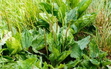 plantain bienfaits légumes feuilles nutritifs guérisseurs apaisants