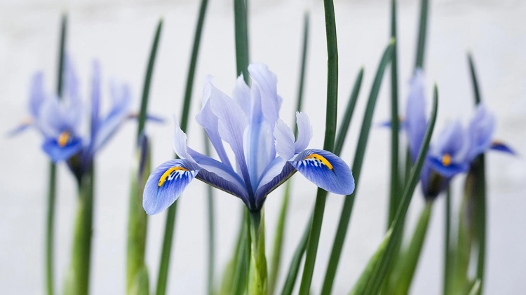 plante d extérieur retombante iris d hiver