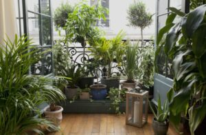 plante d'intérieur pour un coin d'ombre 2022