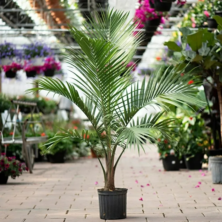 plante palmier intérieur exotique majestueuse ravenea rivularis tolérant ombre