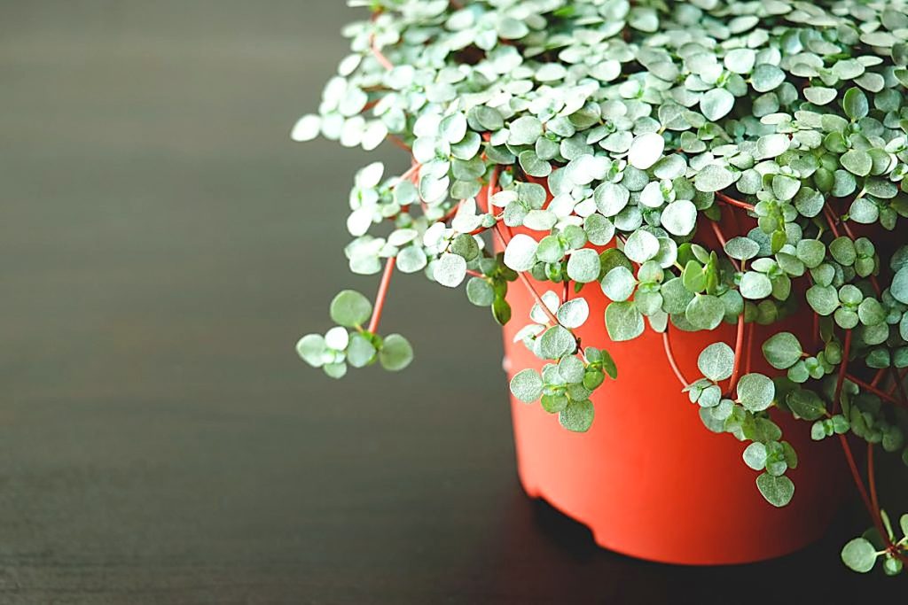 plante retombante qui ne gèle pas