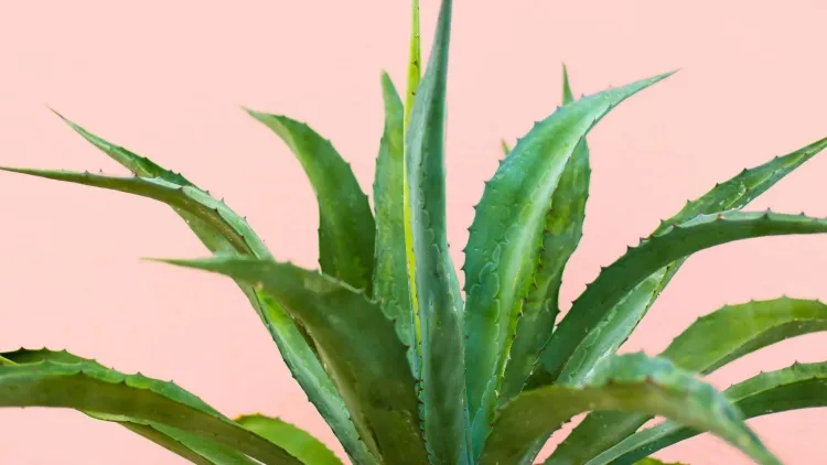 plante verte contre l’humidité aloe vera mille facettes propriétés médicinales déshumidificateur