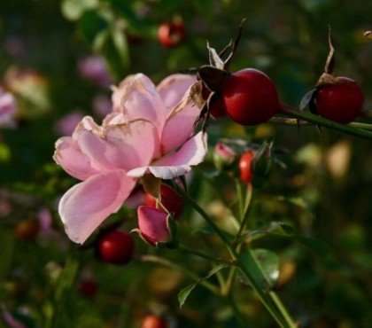 planter un rosier produisent grand nombre intérieur cynorrhodons églantines