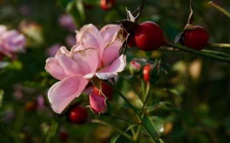 planter un rosier produisent grand nombre intérieur cynorrhodons églantines
