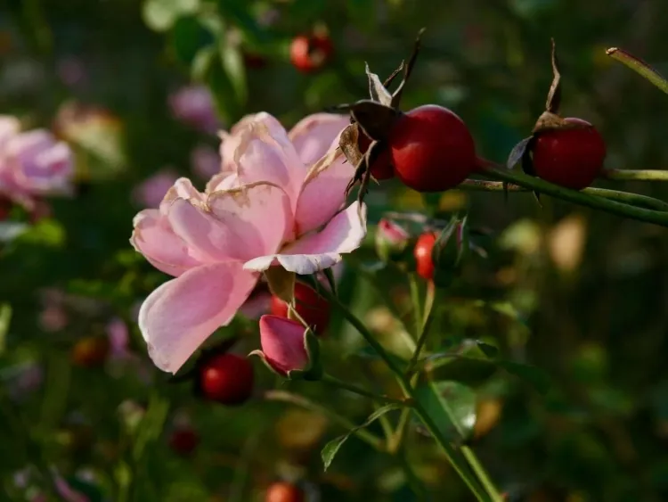 planter un rosier produisent grand nombre intérieur cynorrhodons églantines