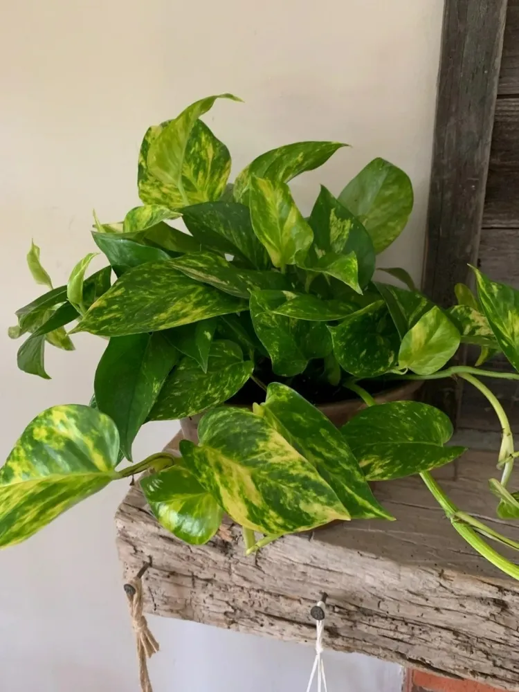 plantes contre l’humidité dans la maison epipremnum aureum déshumidificateur neutralisant odeurs