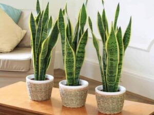 plantes contre l’humidité poussière gorge nez congestionné problèmes santé