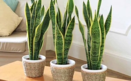 plantes contre l’humidité poussière gorge nez congestionné problèmes santé
