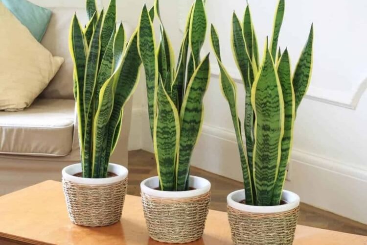 plantes contre l’humidité poussière gorge nez congestionné problèmes santé