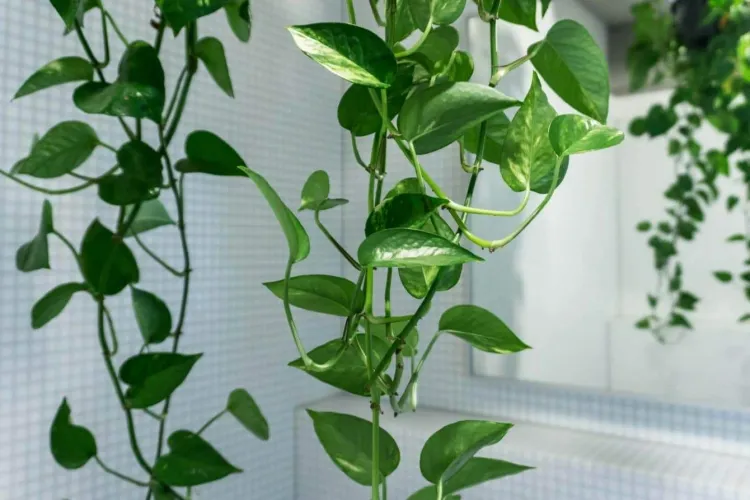 plantes contre l’humidité végétaux déshumidificateurs naturels feuilles régulent hygrométrie