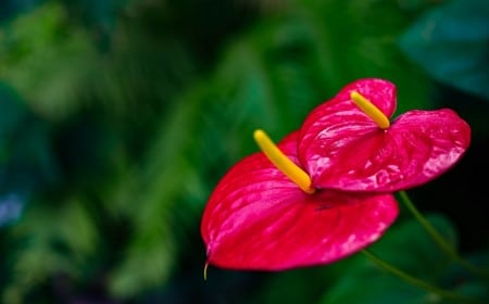 plantes d'intérieur les plus toxiques avec fleurs