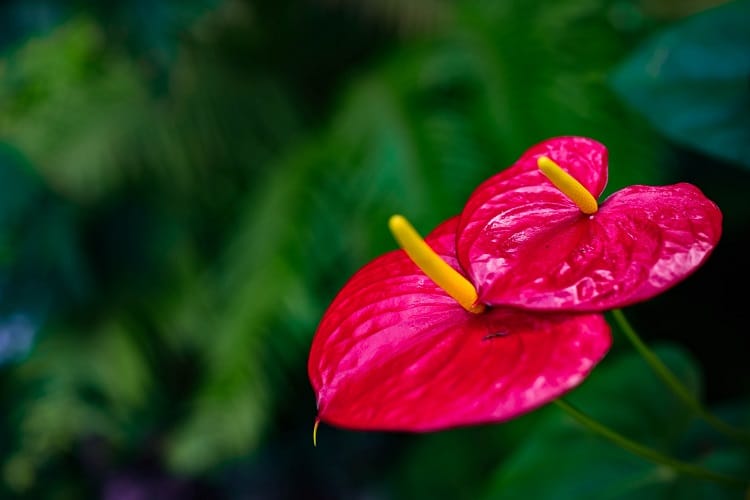 plantes d'intérieur les plus toxiques avec fleurs