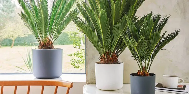 plantes d'intérieur les plus toxiques palmier toxique