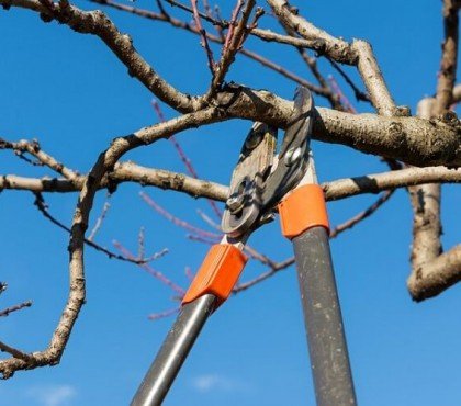 quand tailler arbres arbustes élaguer automne printemps jardiniers astuces