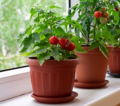 quand tailler les tomates cerises