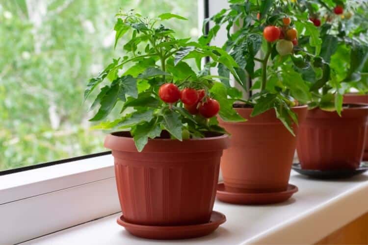 quand tailler les tomates cerises