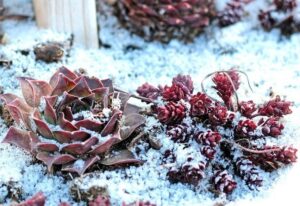 que faire des plantes grasses en extérieur l'hiver conseils astuces succulentes resistant au gel